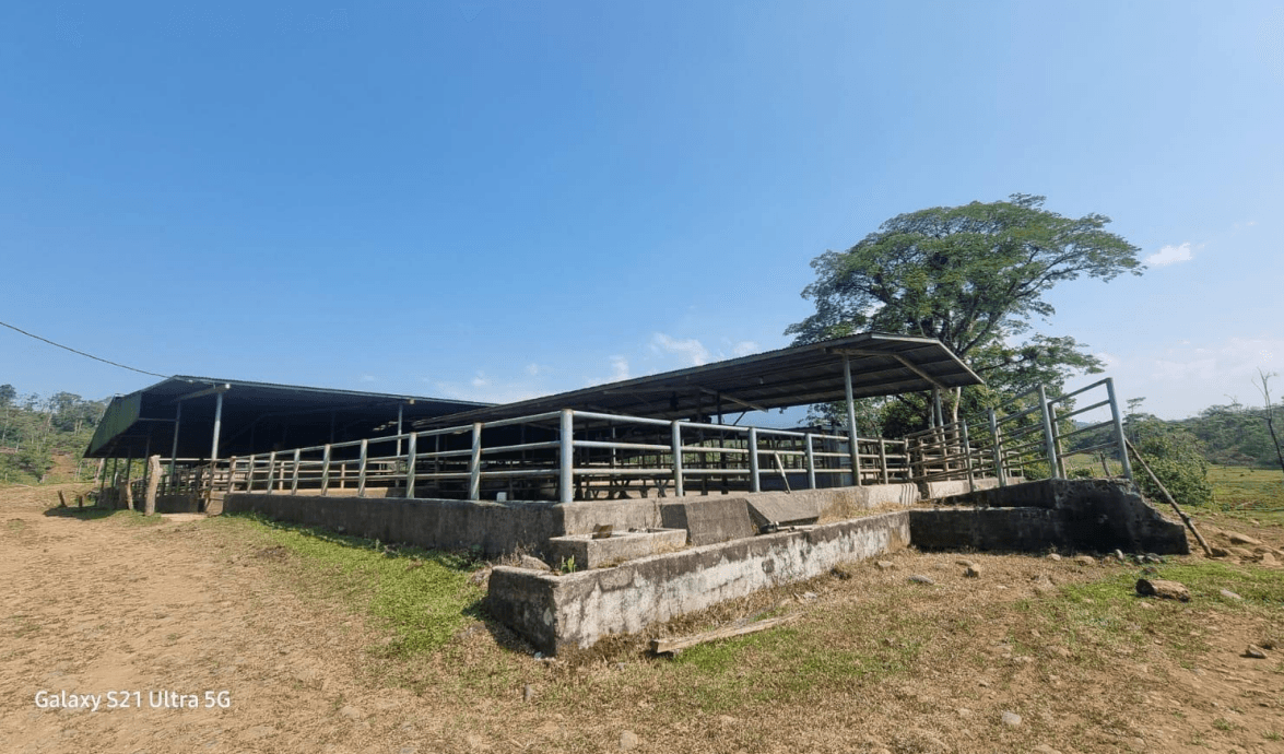 Los Claveles Ranch – Premium Water Buffalo & Cattle Estate