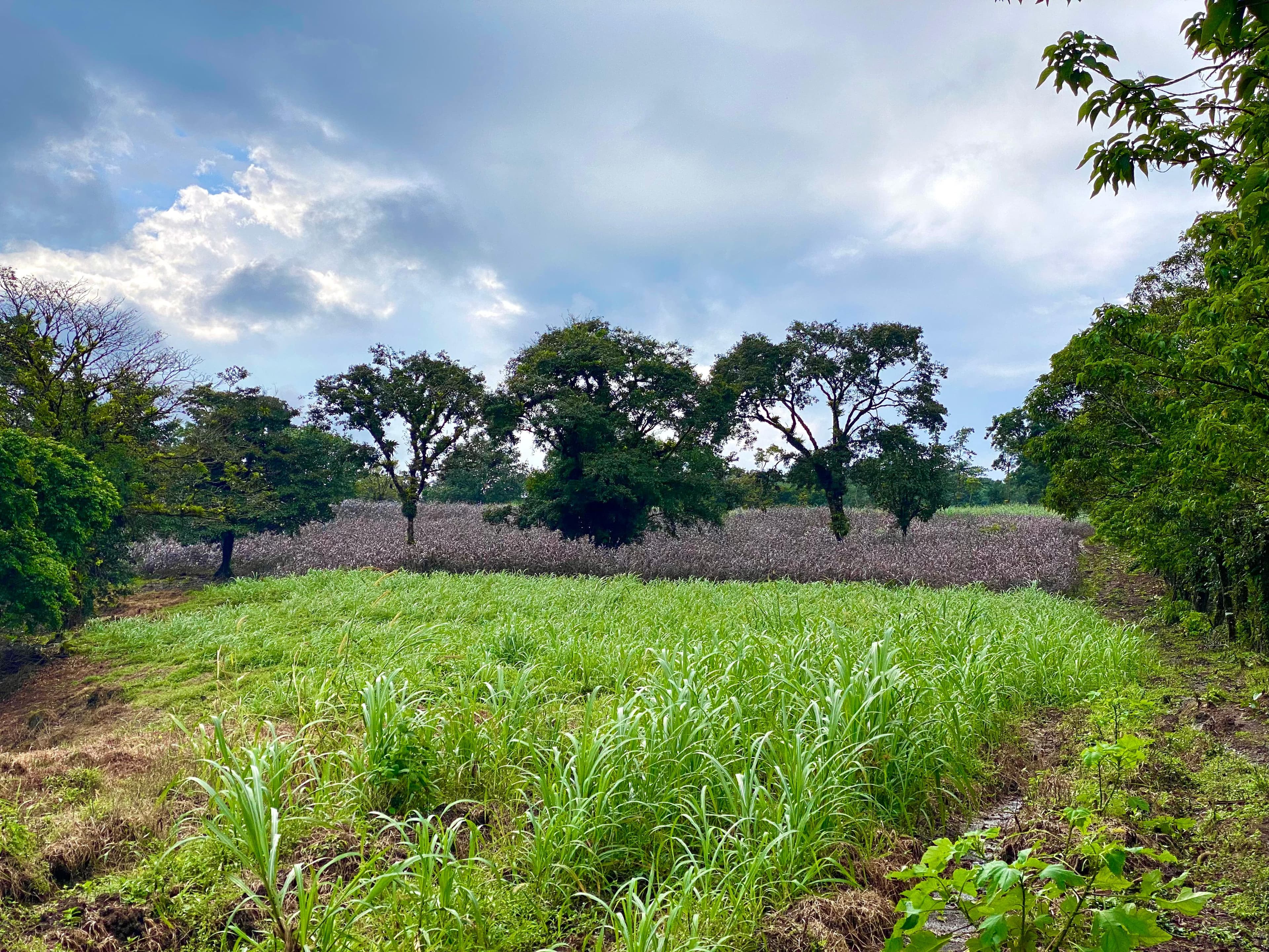 Working Farm Volcano View
